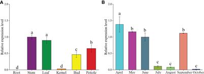 GbFLSa overexpression negatively regulates proanthocyanin biosynthesis